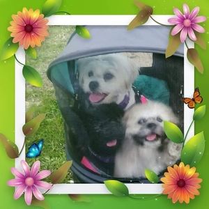 Meet your Posher, Bridget